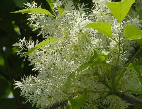 Bol Es - Fraxinus ornus 'meckzek'