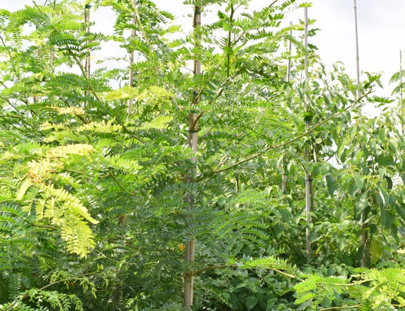 Gleditsia triacanthos 'Sunburst' - Gele valse christusdoorn