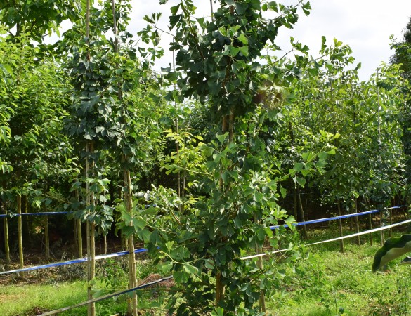 Japanse Notenboom - Ginkgo biloba