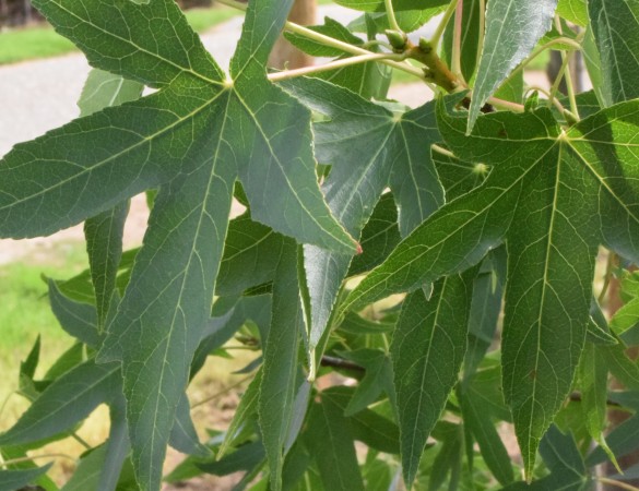 Liquidambar worplesdon - Meerstammig