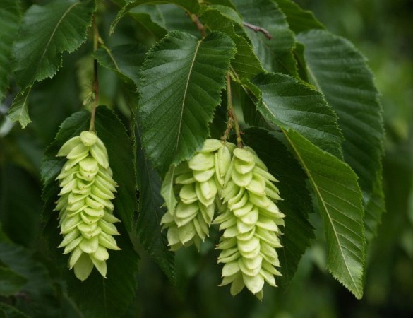 Ostrya carpinifolia - schijnbeuk