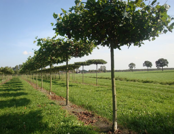 Platanus hipanica - dakvorm