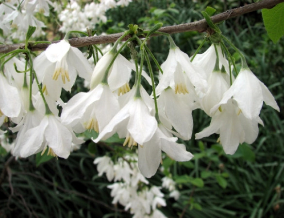 Sneeuwklokjesboom - Halesia Monticola