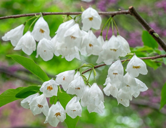 Sneeuwklokjesboom - Halesia Monticola