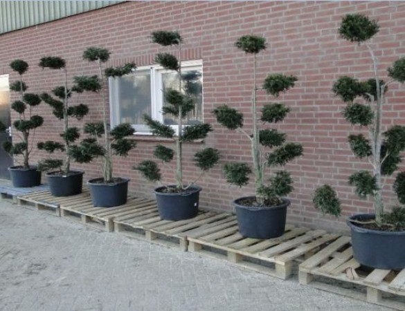 Taxus baccata - bonsai
