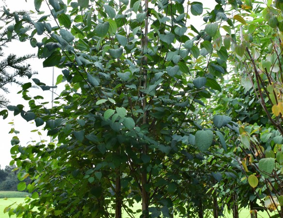 Cercidiphyllum japonicum - Katsuraboom
