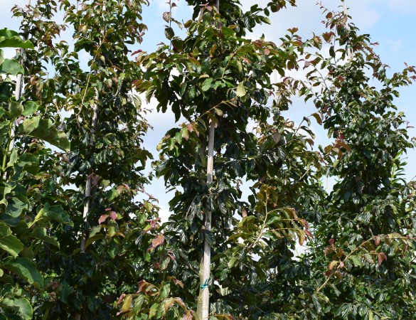 Perzisch ijzerhout - Parrotia persica vanessa