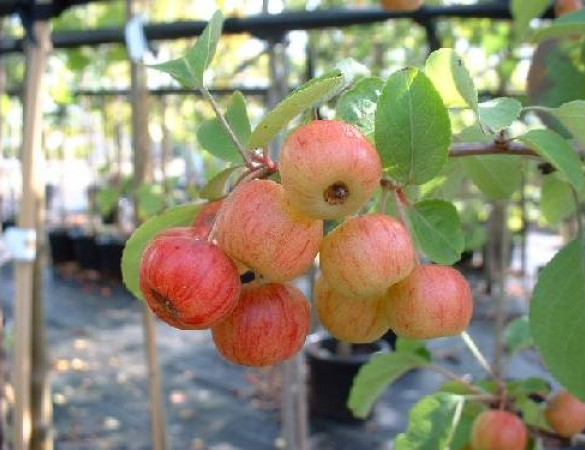 Malus evereste - sierappel dakvorm