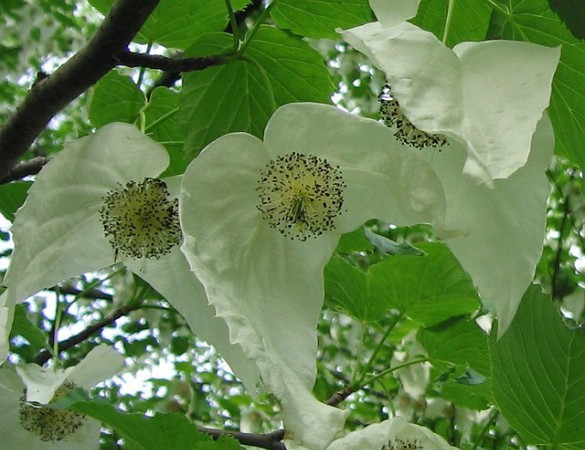 Vaantjesboom -  Davidia involucrata vilmoriniana