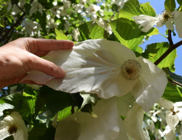 Vaantjesboom -  Davidia involucrata vilmoriniana