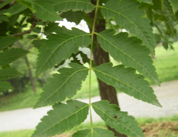 Koelreuteria paniculata - Chinese vernisboom