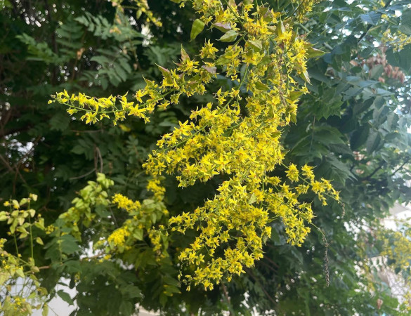 Koelreuteria paniculata - Chinese vernisboom