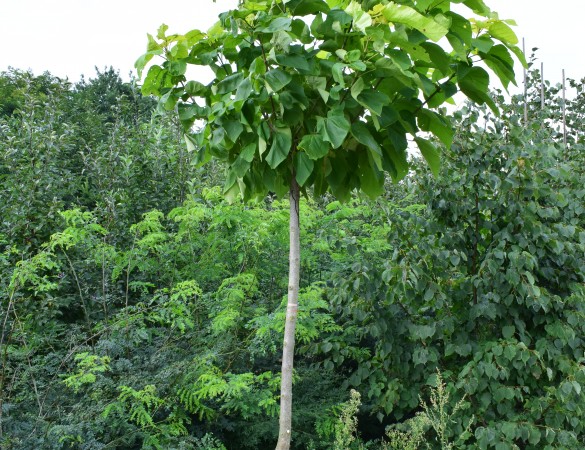 Gele Bolcatalpa - Catalpa bign. 'Aurea' 