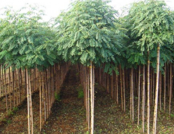 Bol Acasia - Robinia pseudoacacia 'Umbraculifera'