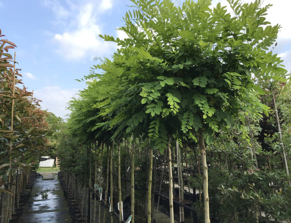 Bol Acasia - Robinia pseudoacacia 'Umbraculifera'