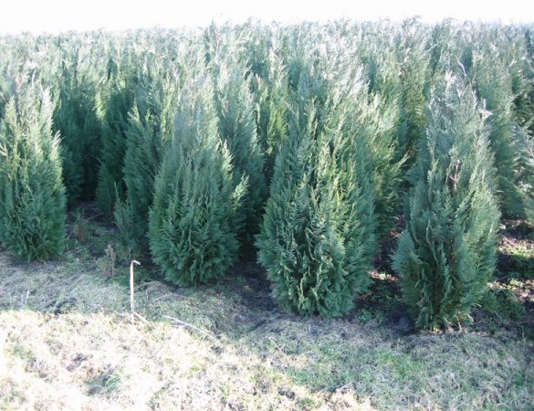 Schijncypres - Cham. Laws. Columnaris