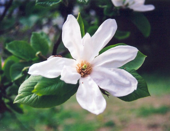 Magnolia kobus - Leivorm Beverboom