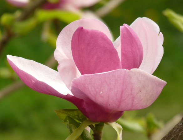 Magnolia galaxy - Beverboom