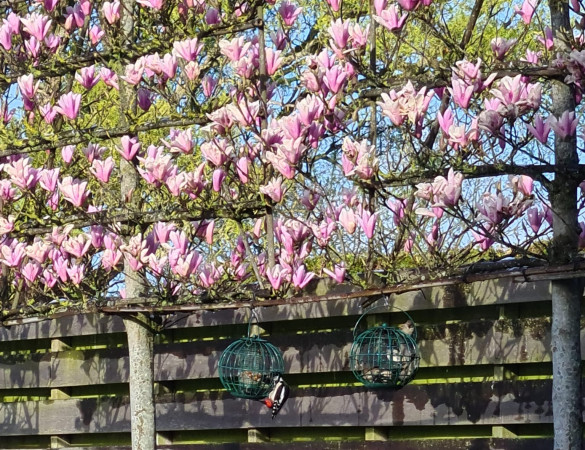 Magnolia galaxy - Beverboom