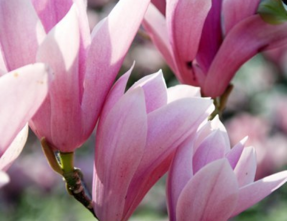 Magnolia Heaven scent - Lei Beverboom