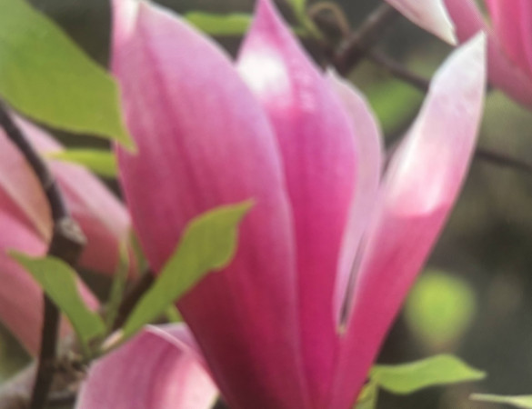 Magnolia soulangeana - Lei Beverboom