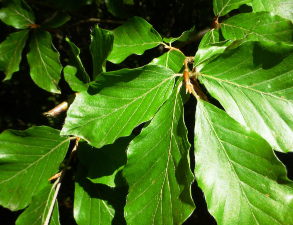 Groene Beuk - Fagus sylvatica  Leivorm