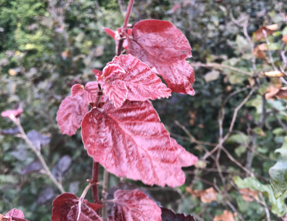 - Rode Beuk Fagus syl. 'purperea'  Leivorm