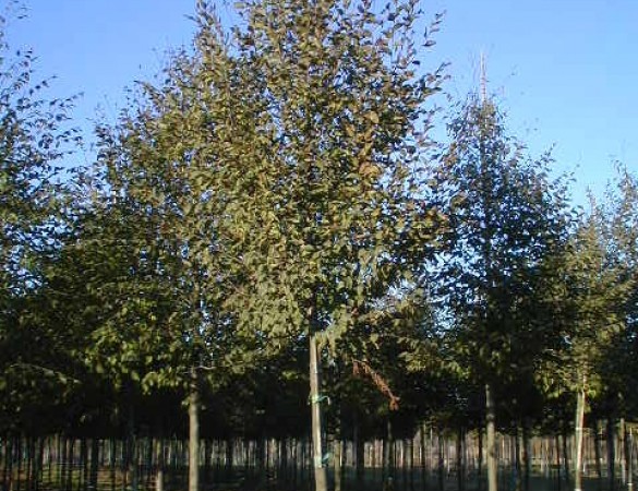 Sierappel - Malus evereste 