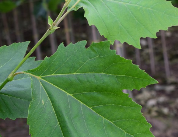 Plataan - Platanus hispanica