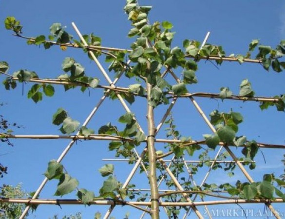 Leivorm Koningslinde - Tilia Cordata 'Pallida'