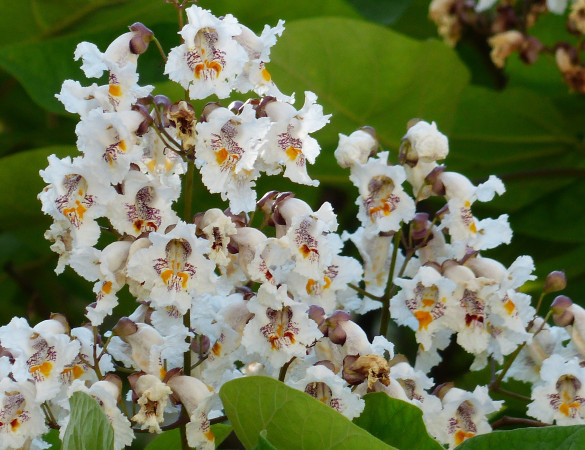 Trompetboom - Catalpa bignoides