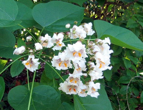 Trompetboom - Catalpa bignoides