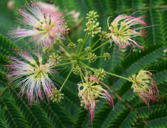 Perzische Slaapboom - Albizia julibrissin Tropical Dream 