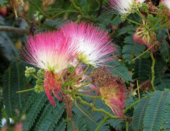 Perzische Slaapboom - Albizia julibrissin Tropical Dream 