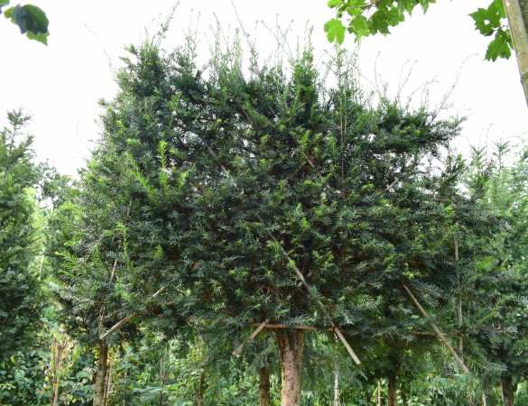 Venijnboom Leivorm - Taxus baccata