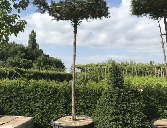 Taxus baccata - Dakvorm venijnboom