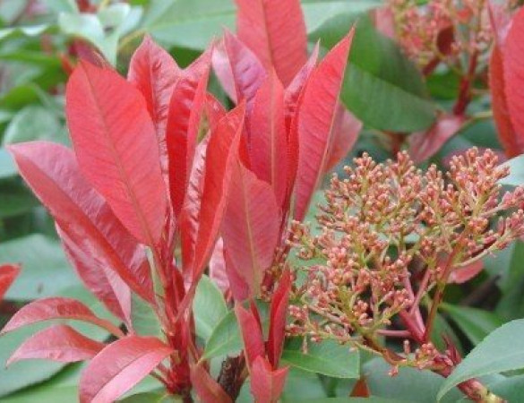 Photinia Fras. red robin - Dakvorm Glansmispel
