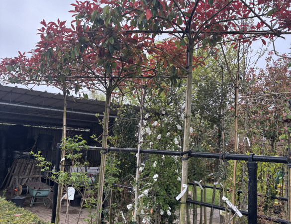 Photinia Fras. red robin - Dakvorm Glansmispel