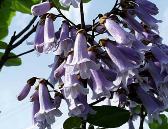 Anna paulownia|Keizersboom - Paulowna tomentosa 'Hulsdonk'