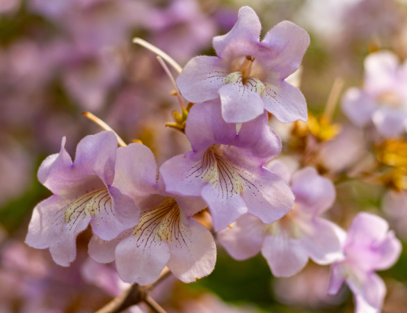 Anna paulownia|Keizersboom - Paulowna tomentosa 'Hulsdonk'