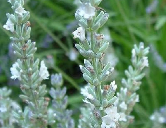 Witte lavendel