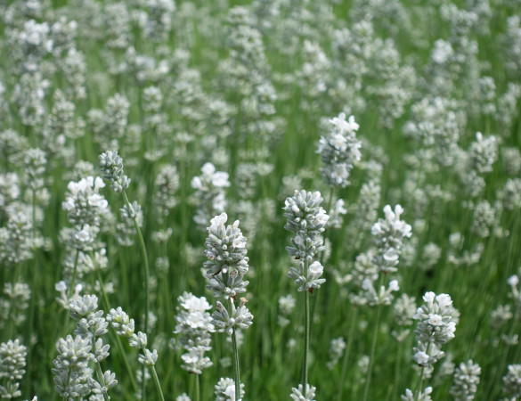 Witte lavendel