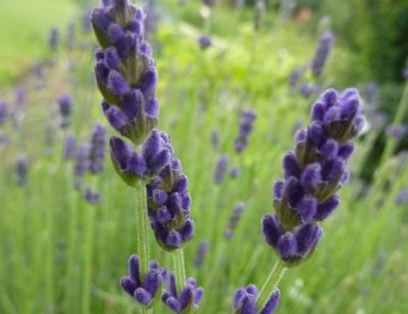 Blauwe lavendel