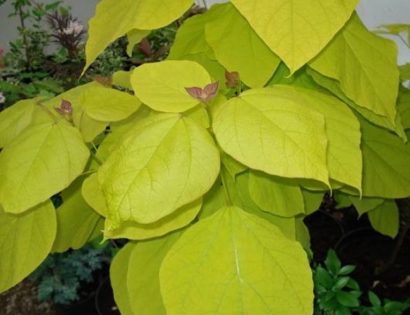 Gele Trompetboom - Catalpa bign. Aurea