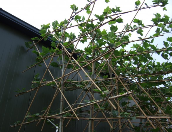 Plataan -  Platanus Hispanica Leivorm