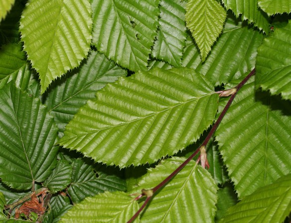Haagbeuk - Carpinus betulus