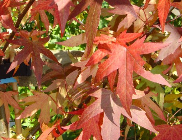 Haag leivorm Amberboom - Liquidambar styraciflua 'Worplesdon'