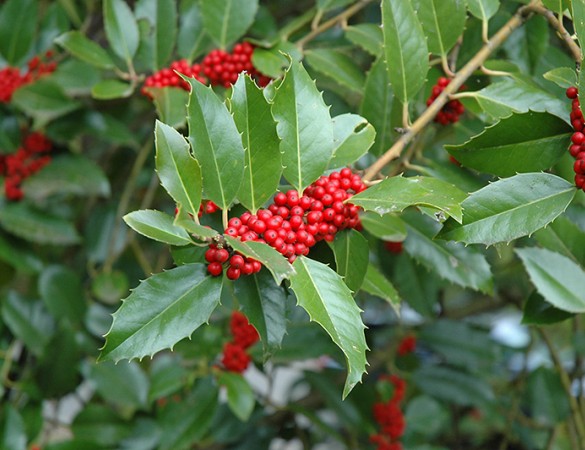 Grootbladige Hulst - Ilex x koehneana 'Chestnut Leaf'