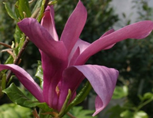 Beverboom - Magnolia Susan