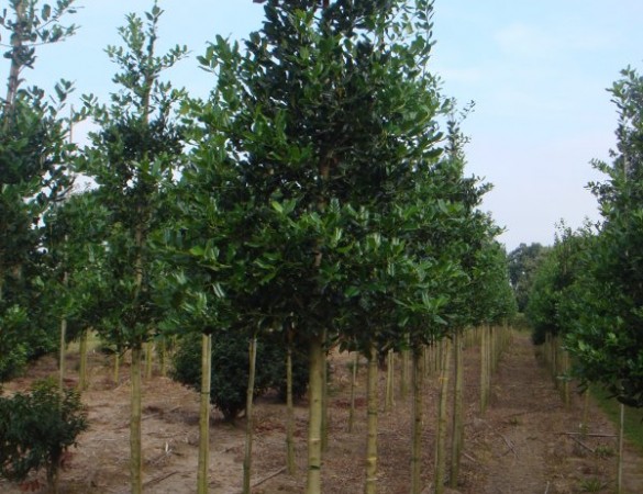 Hulst - Ilex Nelly R. Stevens